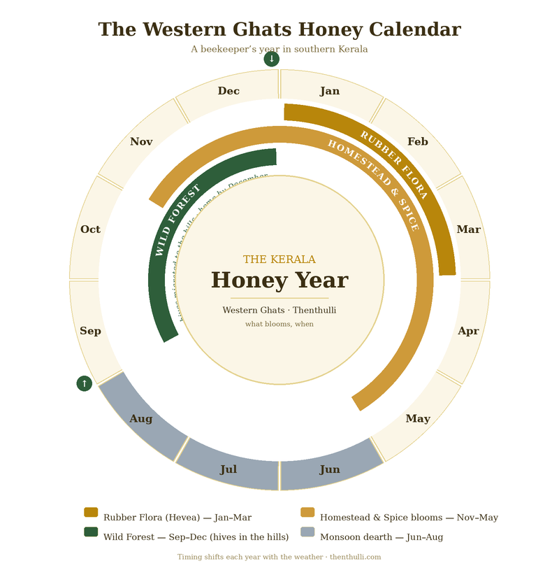 The Western Ghats honey calendar — Kerala’s seasonal honey flows, with hive migration to the hills marked September to December